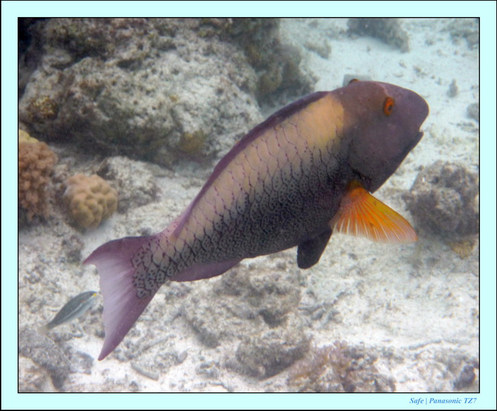 2009   07   Matakin 63